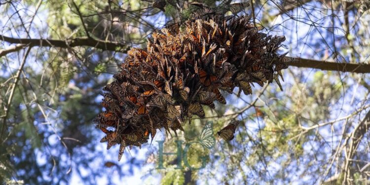 Viene el doble de mariposas monarca a Michoacán, será un gran espectáculo natural: Homero Gómez Jr