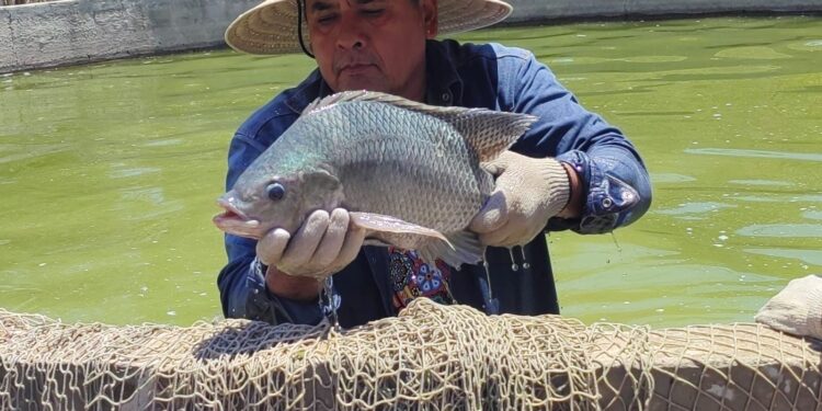 ompesca invita al Primer Foro de Acuicultura en Gabriel Zamora