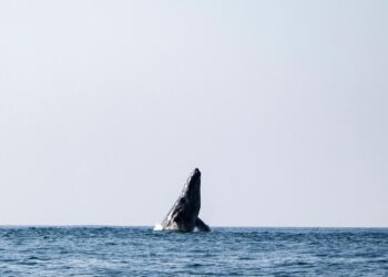 Regresan las ballenas jorobadas al Pacífico michoacano: Compesca