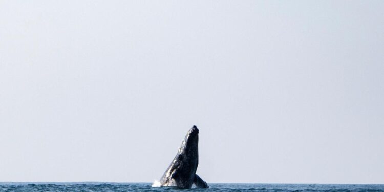 Regresan las ballenas jorobadas al Pacífico michoacano: Compesca