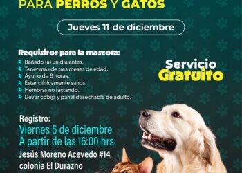 SSM realizará jornada gratuita de esterilización para perros y gatos en Morelia