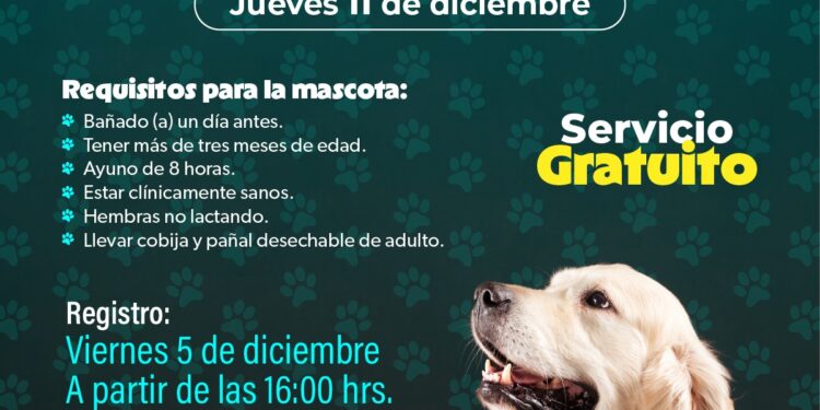 SSM realizará jornada gratuita de esterilización para perros y gatos en Morelia