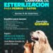 SSM realizará jornada gratuita de esterilización para perros y gatos en Morelia