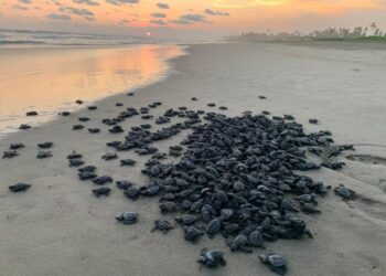 Campamentos tortugueros liberan más de 500 mil crías en un mes: Compesca