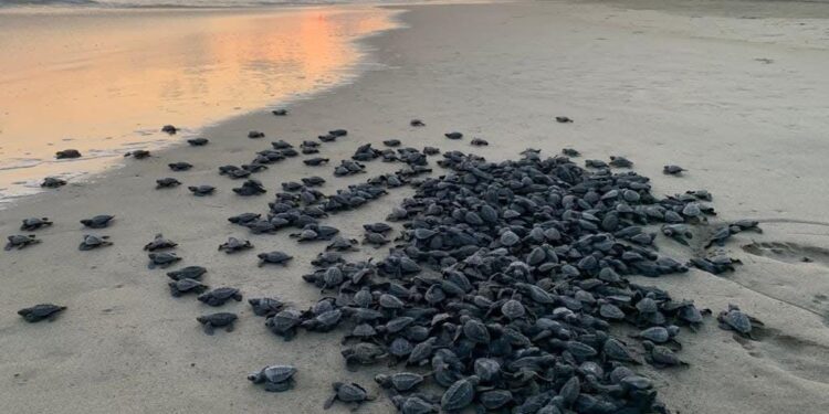 Campamentos tortugueros liberan más de 500 mil crías en un mes: Compesca