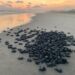 Campamentos tortugueros liberan más de 500 mil crías en un mes: Compesca