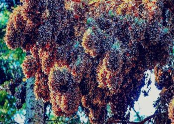 Senguio invita a visitar santuario de las Mariposas Monarca esta temporada: Sectur