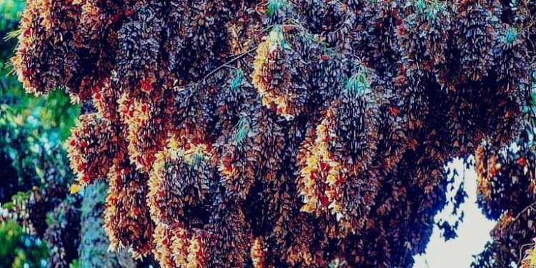 Senguio invita a visitar santuario de las Mariposas Monarca esta temporada: Sectur