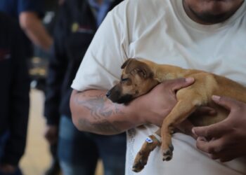 Más de 23 mil mascotas esterilizadas en Michoacán durante 2025: SSM
