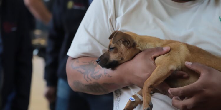 Más de 23 mil mascotas esterilizadas en Michoacán durante 2025: SSM
