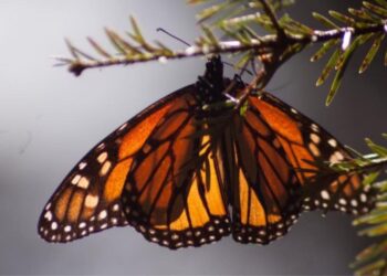 El uso de pólvora afecta a fauna silvestre y doméstica: Secma