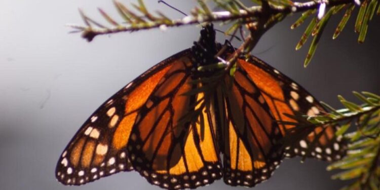 El uso de pólvora afecta a fauna silvestre y doméstica: Secma