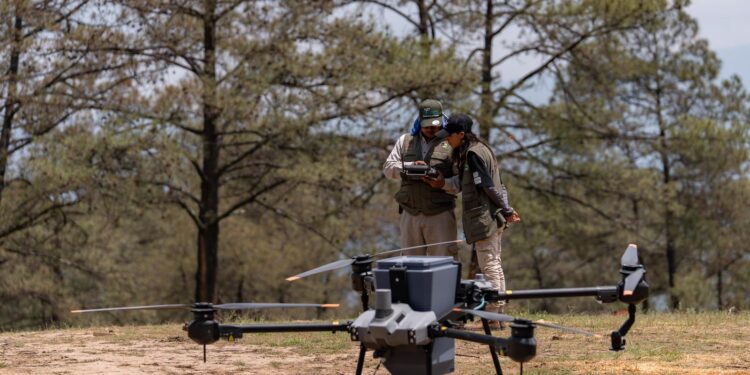 Bosques se fortalecieron con 360 mil semillas dispersadas vía dron en reforestación 2025: Cofom