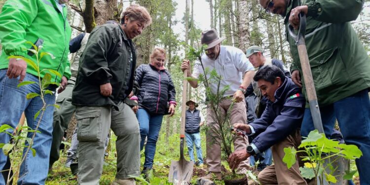 Michoacán alcanza meta histórica con más de 10 millones de árboles plantados en 2025