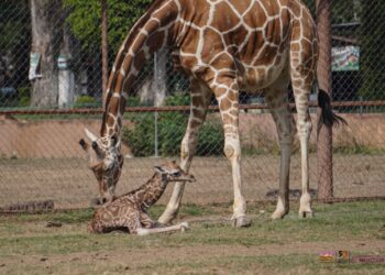 ¡Nuevo habitante en la manada! Nace jirafa reticulada en el Zoológico de Morelia