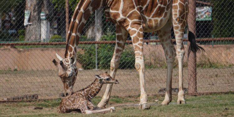 ¡Nuevo habitante en la manada! Nace jirafa reticulada en el Zoológico de Morelia