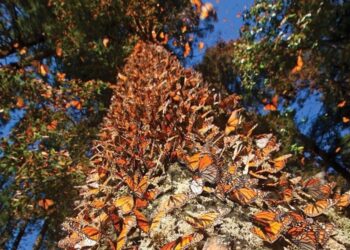Recibe el 2026 rodeado de naturaleza en los santuarios de la Monarca