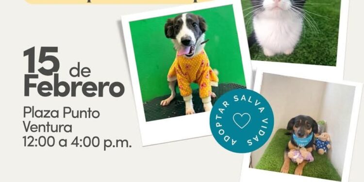 El Impa invita a la 2ª Jornada de Adopción, este fin de semana