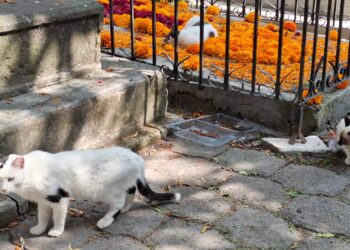 Se brinda cuidado y protección a gatos del Panteón de Morelia: Minerva Bautista