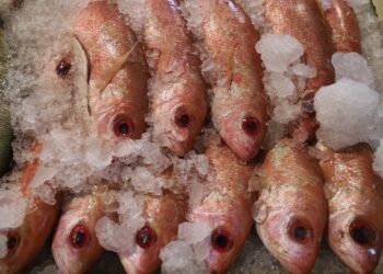 Centros para el Bienestar también facilitan el acceso a la salud en Michoacán